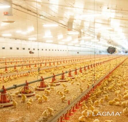 Продажа птицефабрики в Казахстане действующий бизнес
