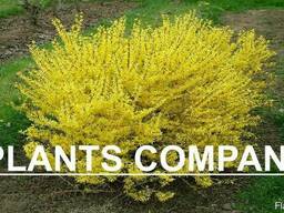 Плодовые деревья и кустарники из питомника