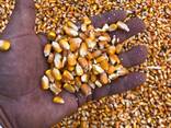 Продажа Соя бобы большим оптом - photo 2