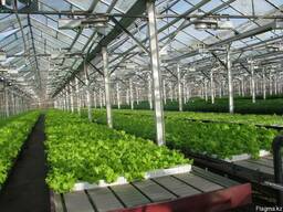 Промышленные теплицы проектирование