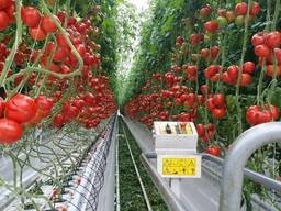 Промышленные теплицы