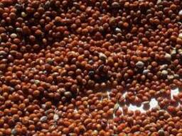 Просо. Тары