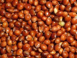 Просо красное