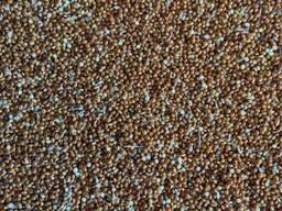 Просо урожай 2024г.