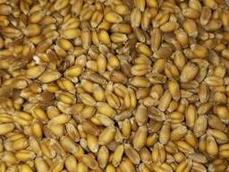 Пшеница, ячмень, лен