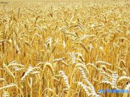 Пшеница