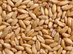 Пшеница