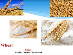 ПШЕНИЦА
