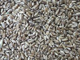 Пшеница 3,4,5 класса из Казахстана