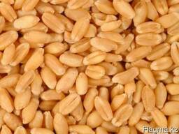 Пшеница 4 класса