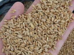 Пшеница 3 класса на Export