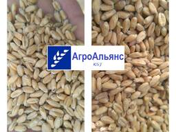 Пшеница, ячмень