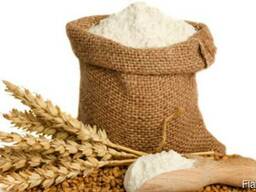 Пшеница 3-4 классов