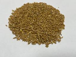 Пшеница 3 и 4 класс