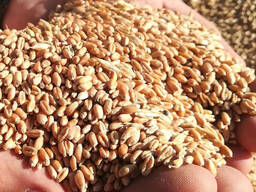 ПШЕНИЦА 3 Кл.