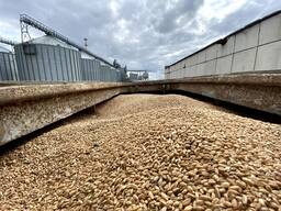 Пшеница 3 класс