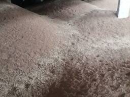 Пшеница 3 класс