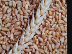 Пшеница 3 класс