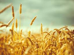 Пшеница 3 класс