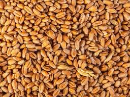 Пшеница 3 класс ДАП Сарыагаш