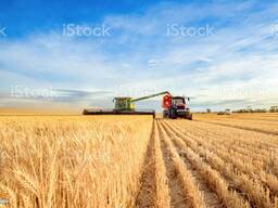 Пшеница 3 класса