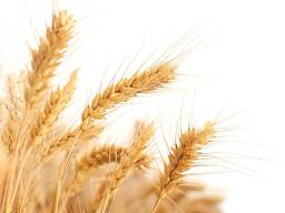 Пшеница