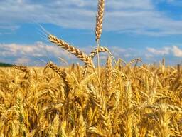 Пшеница