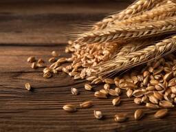 Пшеница