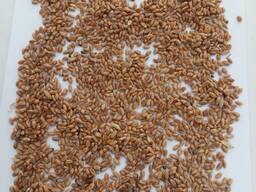 Пшеница 4-5 класс