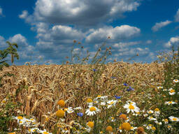 Пшеница 4 класс