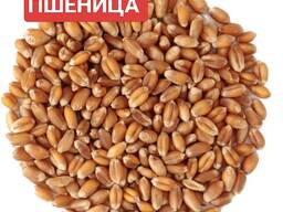Пшеница 4 класс.