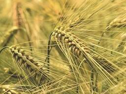 Пшеница 4 класс