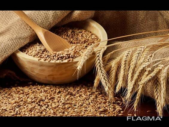 Зерновые культуры