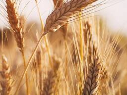 Пшеница 4 класс