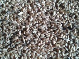 Срочно!!Пшеница 4 класс 83 с НДС