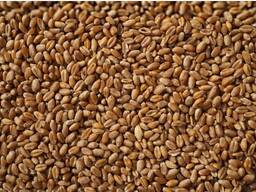 Пшеница 4 класса