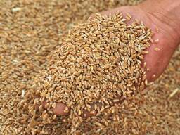 Пшеница 5 класс