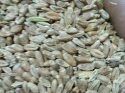 Пшеница 5 класса