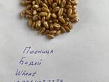 Пшеница, бидай, wheat 2025 - фото 1