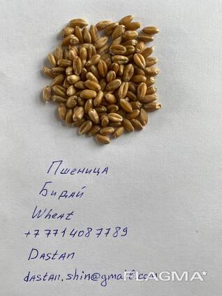 Пшеница, бидай, wheat 2025