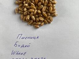 Пшеница, бидай, wheat 2024