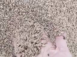 Пшеница кормовая