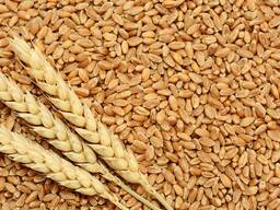 Пшеница мягкая 3 класс (клей 24 , натура 750) с ндс на элеваторе