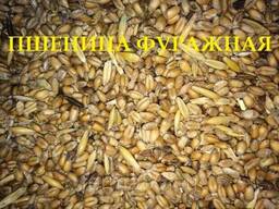 Пшеница мягкая фураж Triticum acstivum L 5 класс