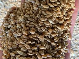 Мягкая пшеница 3 класс