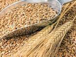 Пшеница мягких сортов 3.4.5 класса оптом - photo 1