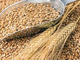 Пшеница мягких сортов 3.4.5 класса оптом