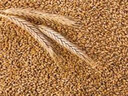 Пшеница оптом из алтайского края
