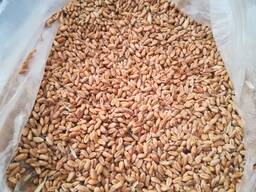 Пшеница, овес, отруби.