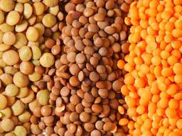 Пшеница, подсолнечник, ячмень, гречиха, лен, семечка